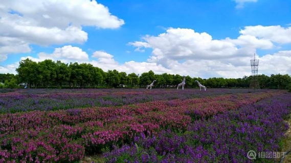 花都香草世界位於廣州市花都區花山鎮,中國首家以種植香草為主題,集