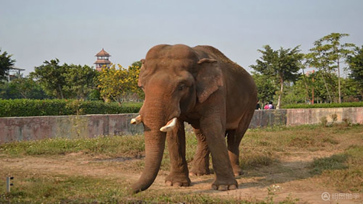 東莞市香市動物園,團票預訂_景點介紹_景區門票